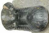 Arched Paralejurus Trilobite Fossil - Atchana, Morocco #322283-1